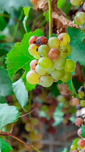 a bunch of grapes on the plant