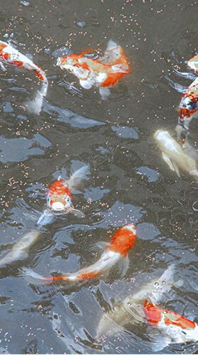 Kinghorn's Koi pond with numerous kois